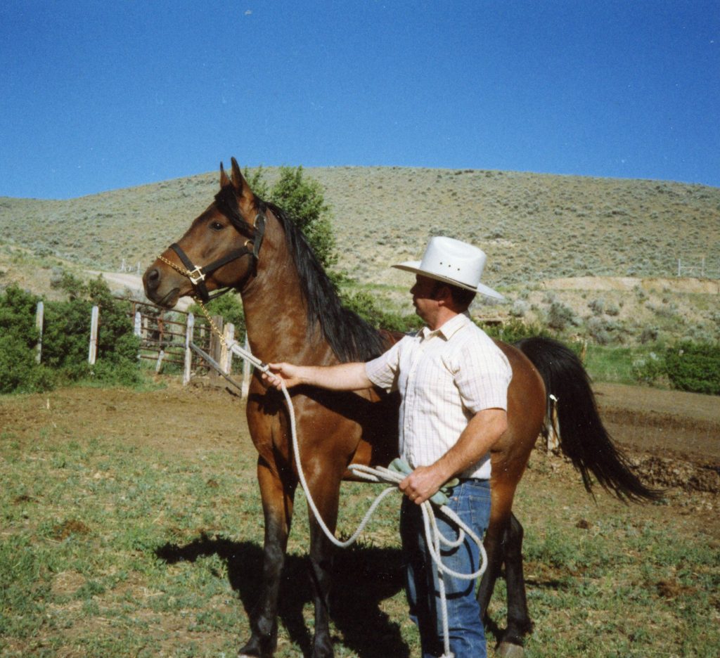 horse-restraint